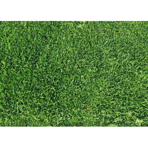 TEPES BERMUDA TIFWAY 419 + RAYGRASS