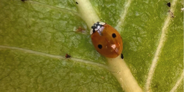 LA IMPORTANCIA DEL BIOCONTROL